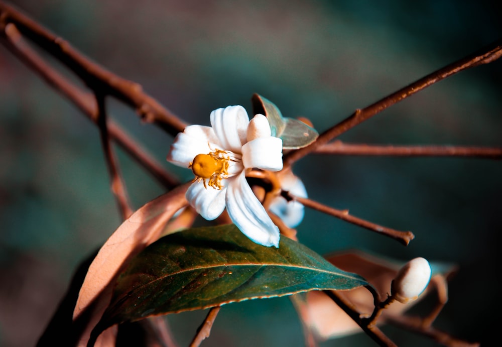 white flower on brown stem