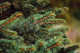 green pine tree covered with snow