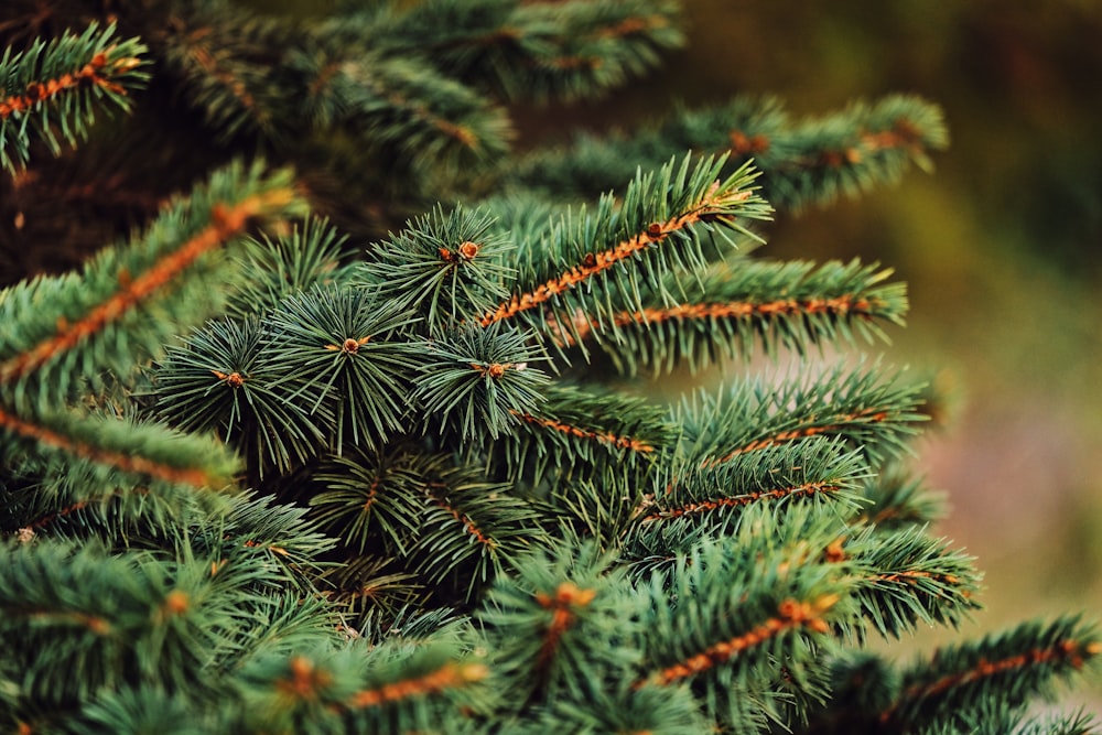 green pine tree covered with snow