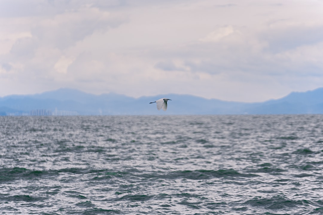 white bird flying over the sea during daytime