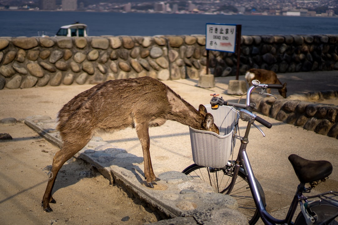 Wildlife photo spot Miyajima Mount Rokkō