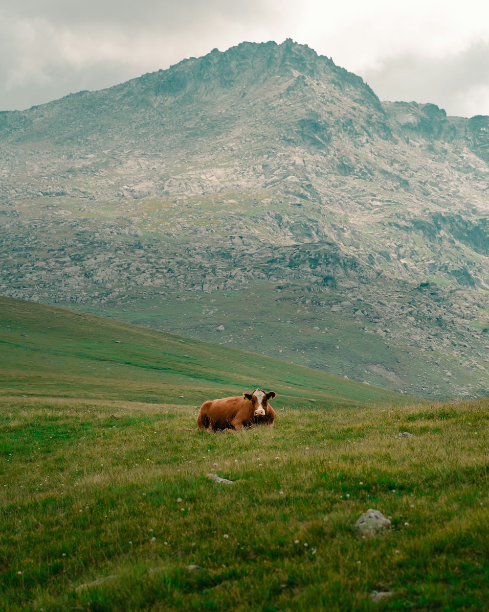 brown cow on green grass field during daytime