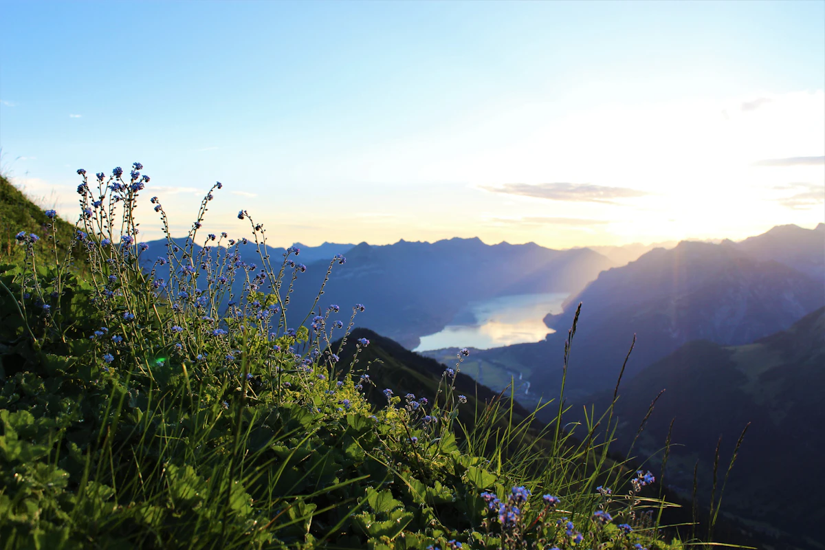 Green Swiss meadow with mountains on the horizon