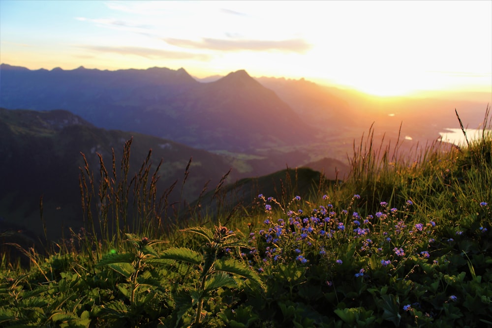 green grass and mountain during daytime