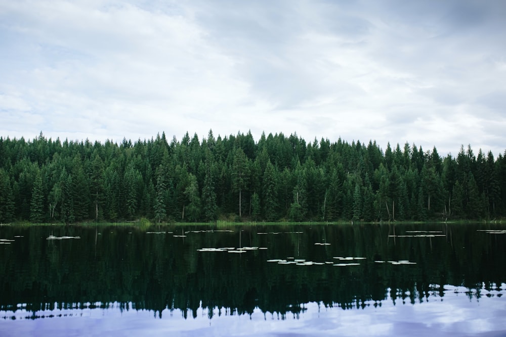 green trees beside body of water under cloudy sky during daytime