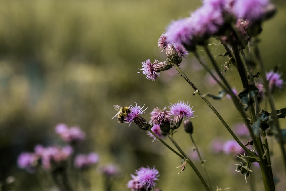 purple flower in tilt shift lens