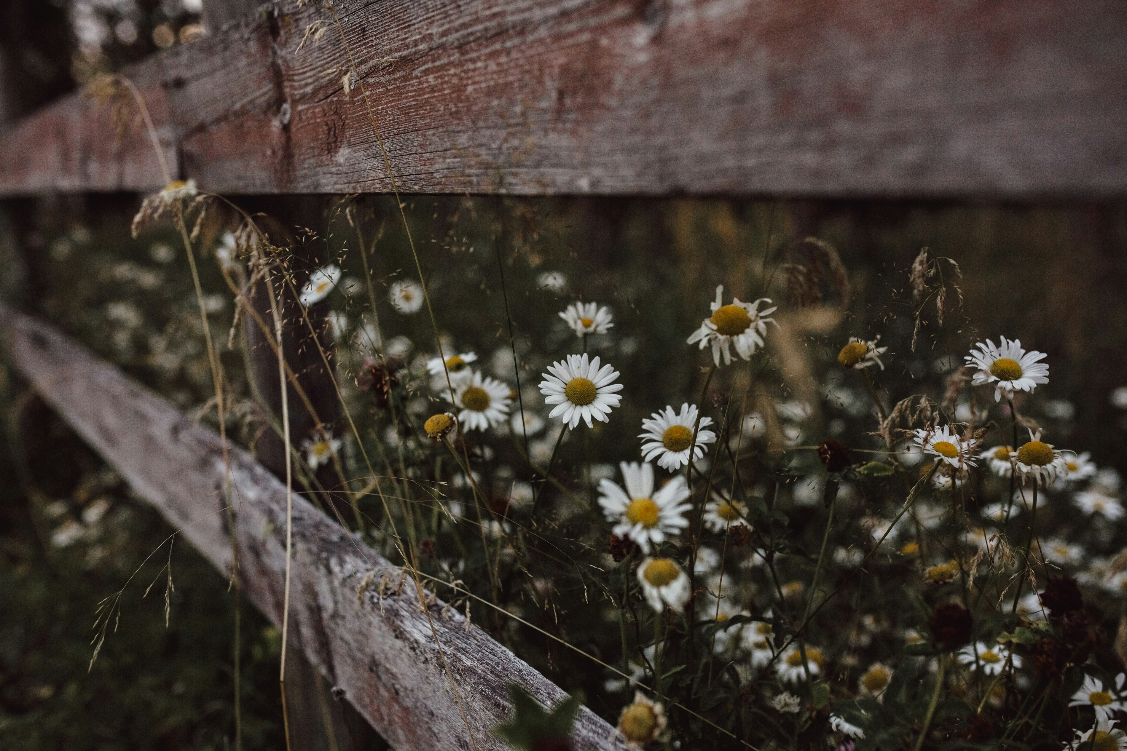 white and yellow flowers on water