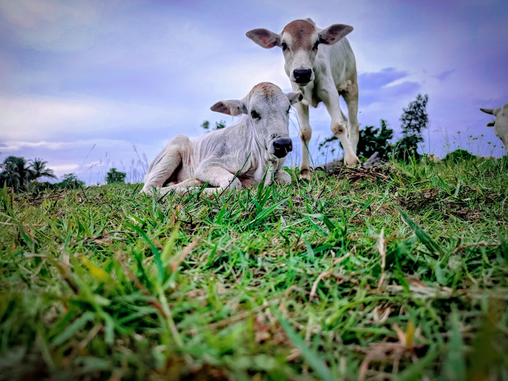 white and brown cow on green grass during daytime