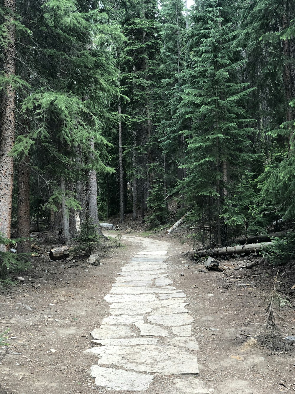 green trees on brown dirt road during daytime