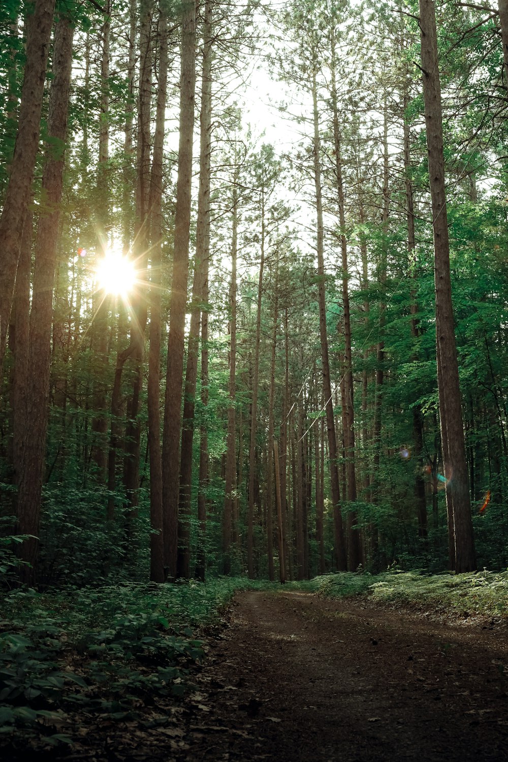 green forest trees during daytime