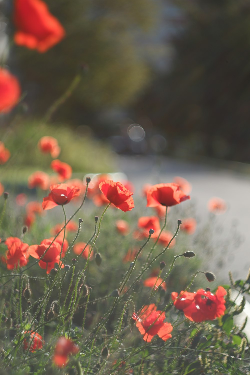 red flowers in tilt shift lens