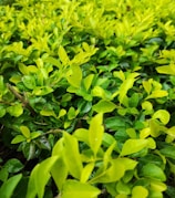 Before and after shots of a garden treated for pests, showing vibrant greenery.