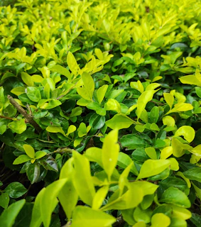 Close-up of vibrant green leaves thriving after using Vitaflor liquid fertilizer