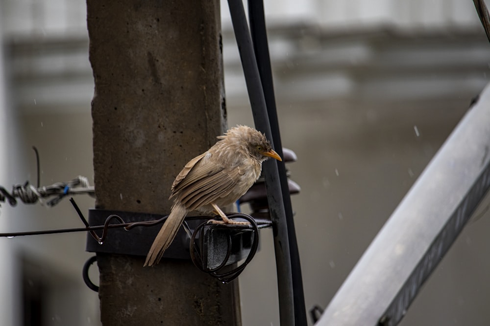 brown bird on black metal bar