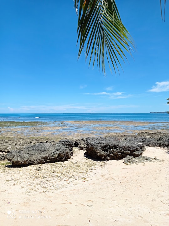 green palm tree on beach shore during daytime in Dapa Philippines