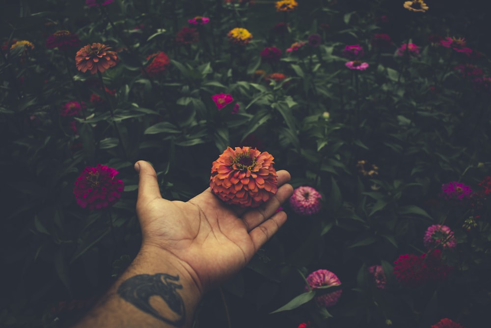 red and green flower on persons hand