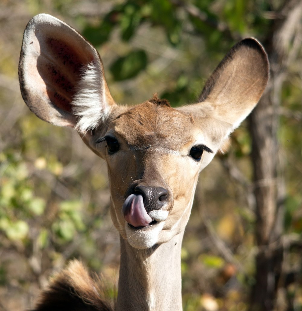 brown deer in forest during daytime