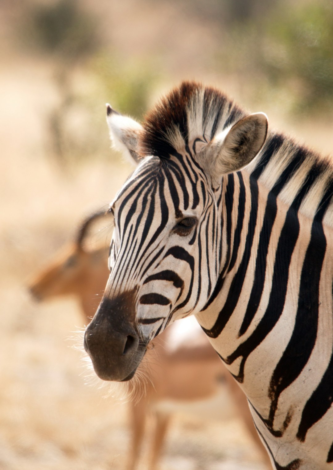  zebra standing on brown field during daytime zebra