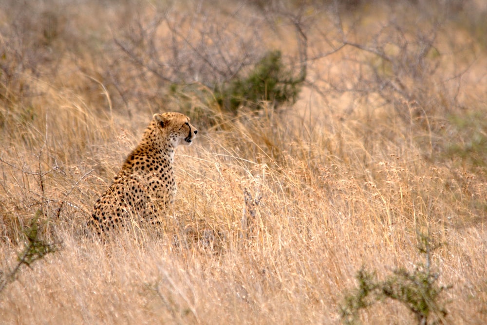 cheetah on brown grass field during daytime