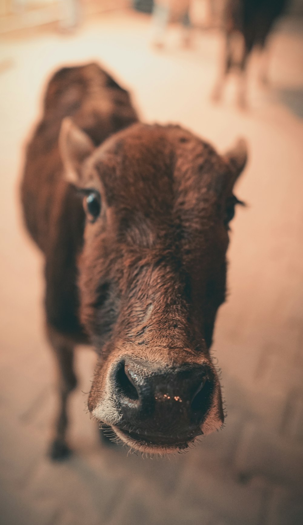 brown cow in close up photography
