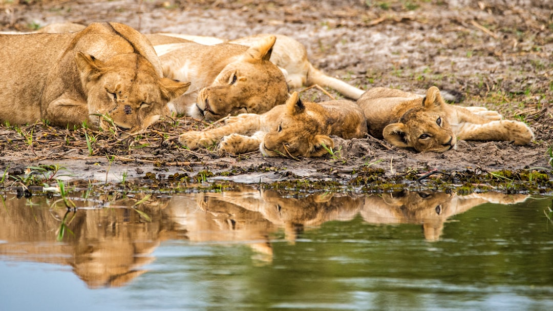 brown lioness on water during daytime