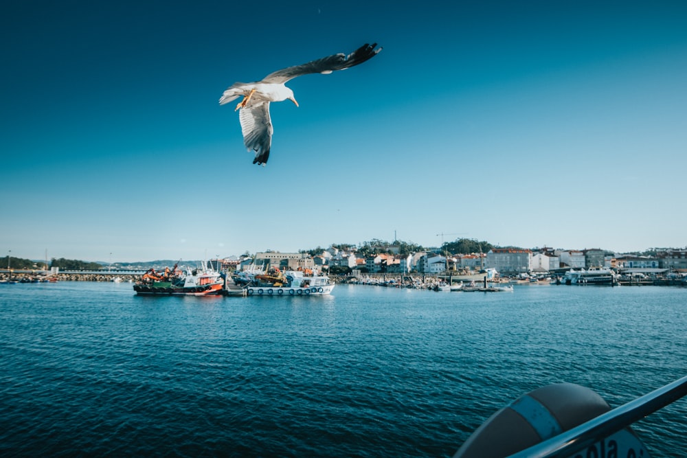 white bird flying over the city during daytime