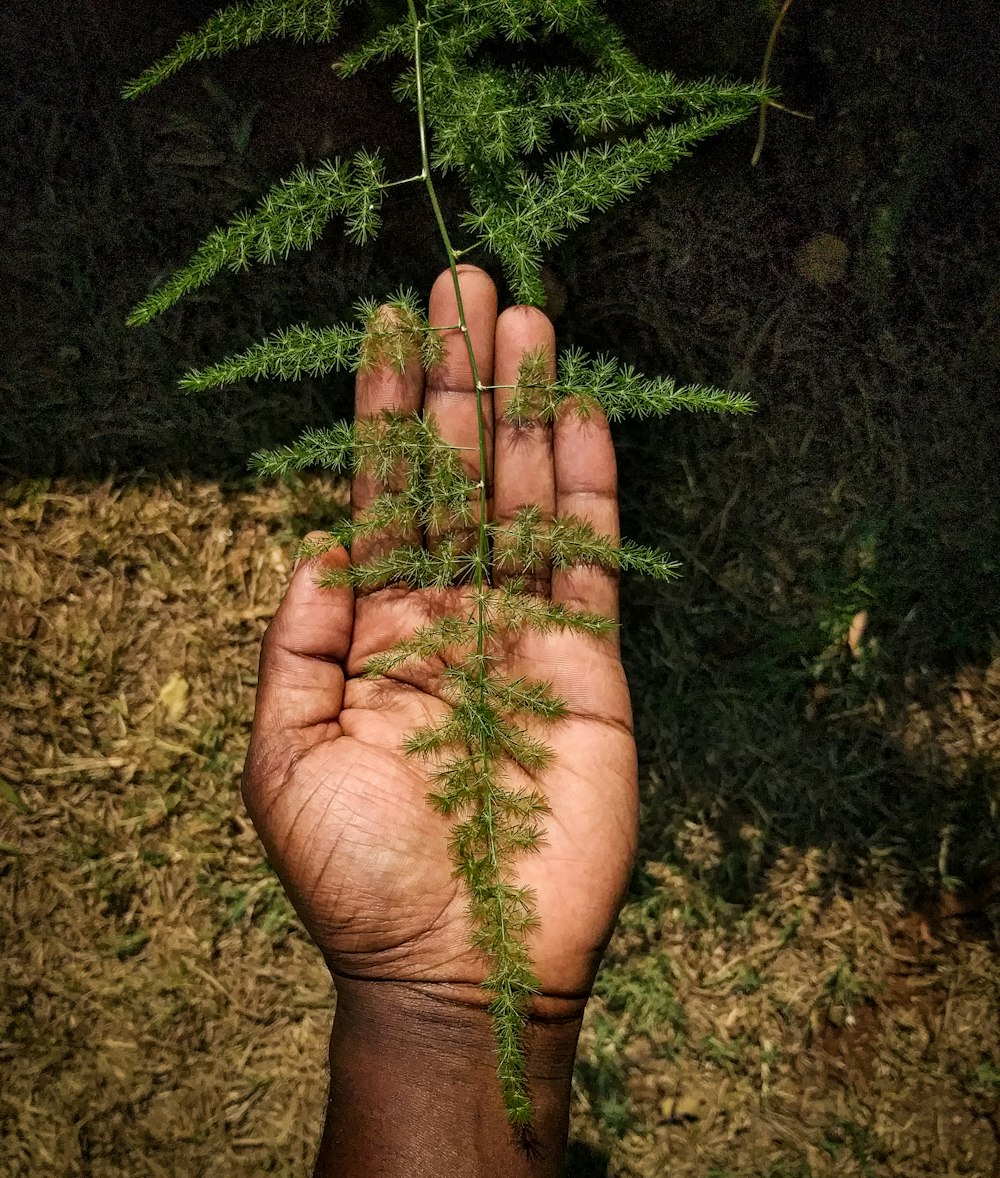 persons hand on green grass