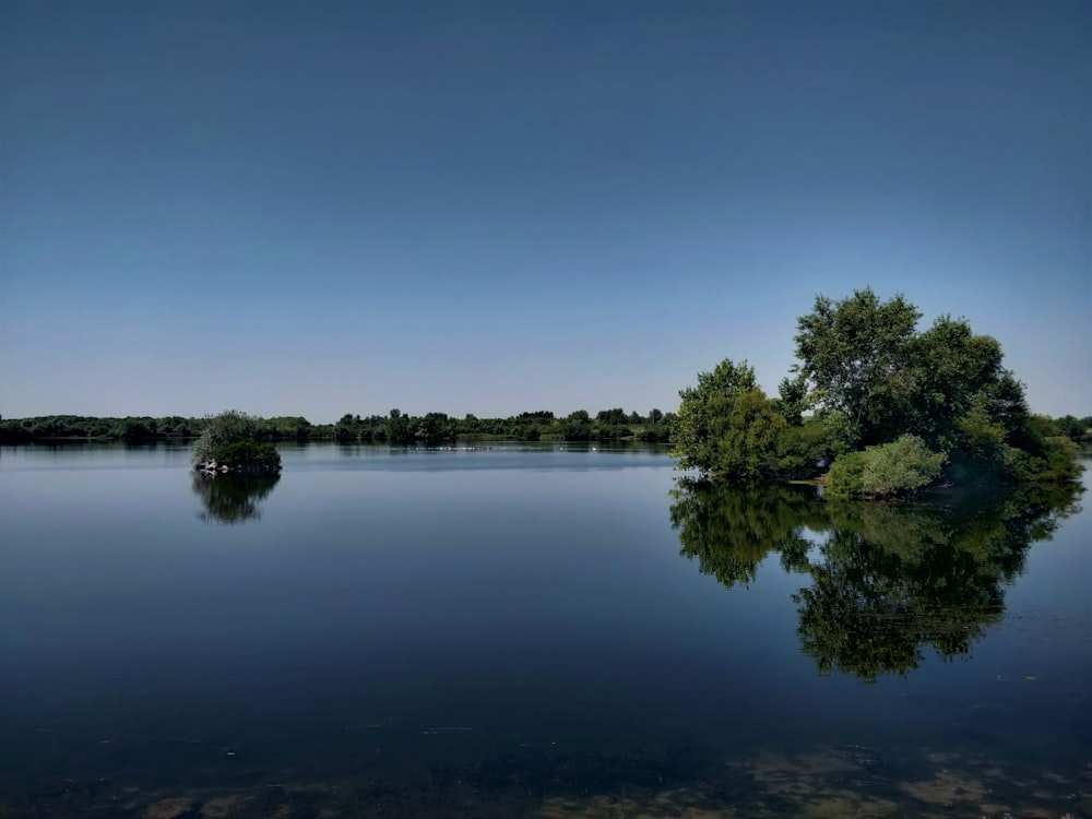 green trees beside body of water during daytime