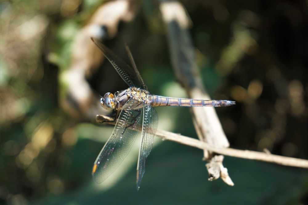 brown and black dragonfly perched on brown stick in close up photography during daytime