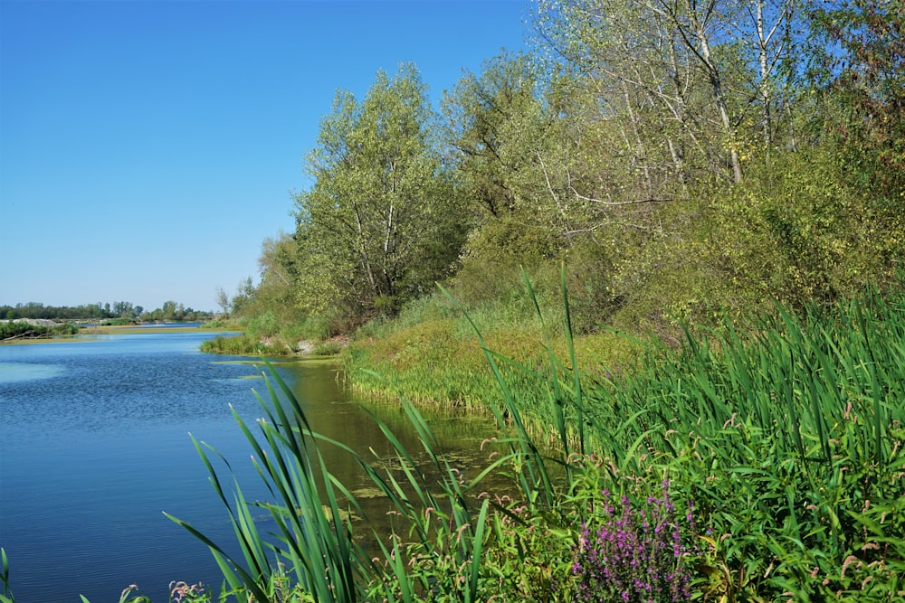 green grass and trees beside river during daytime