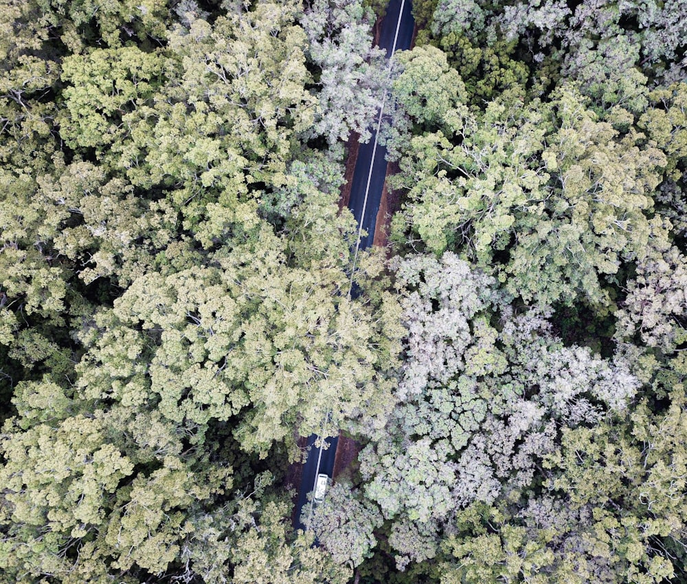 green trees with blue and orange cable cars