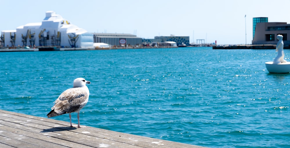 white duck on brown wooden dock during daytime