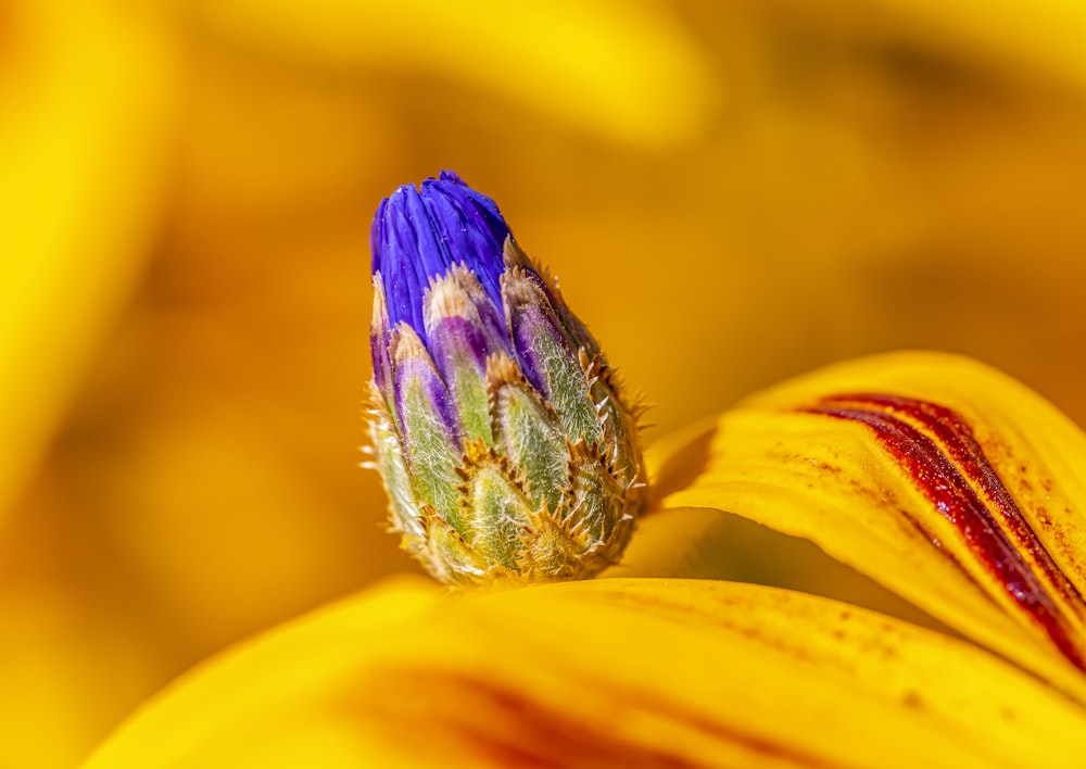 flor roxa no tiro macro