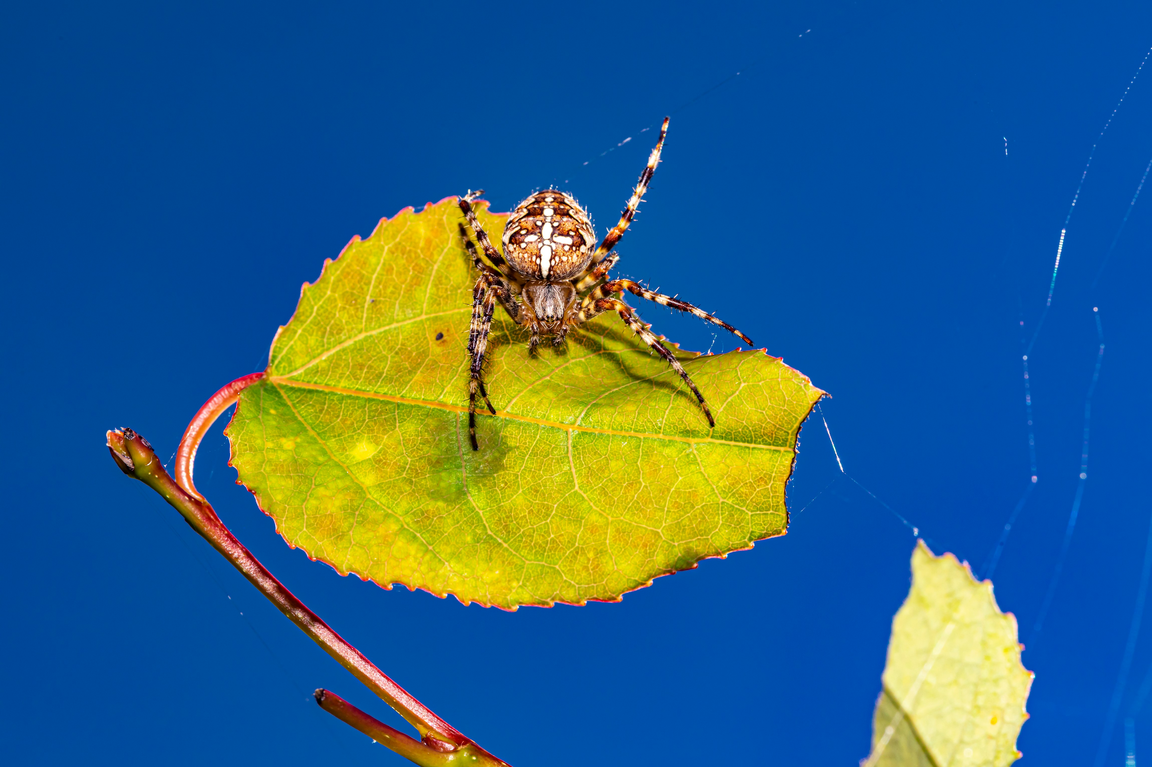 brown and black spider on yellow leaf