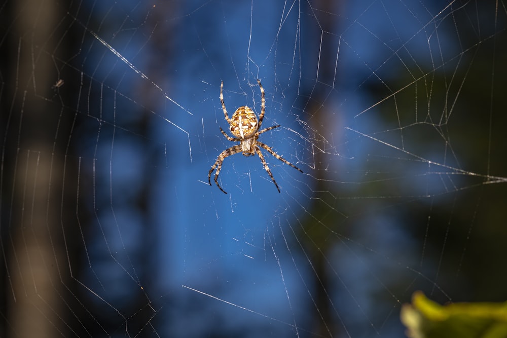 낮 동안 클로즈업 사진에서 거미줄에 갈색 거미