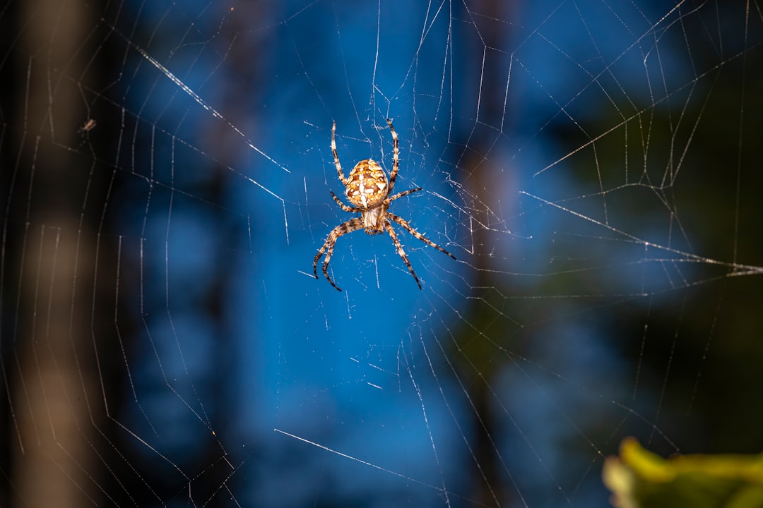 brown spider on spider web in close up photography during daytime