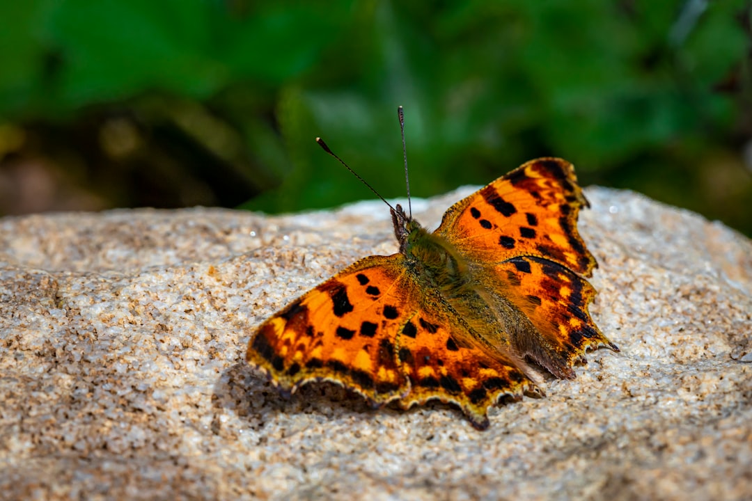 brown and black butterfly on gray rock