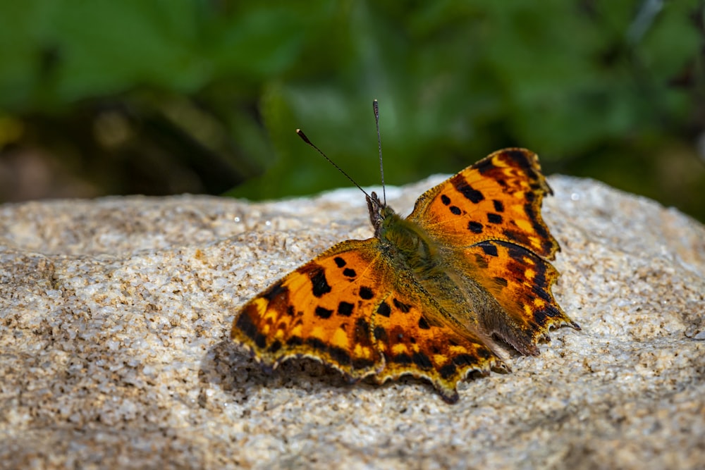 brown and black butterfly on gray rock