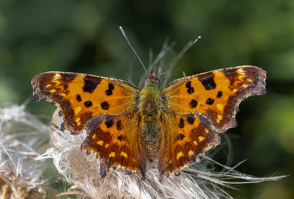 brown and black butterfly on white flower