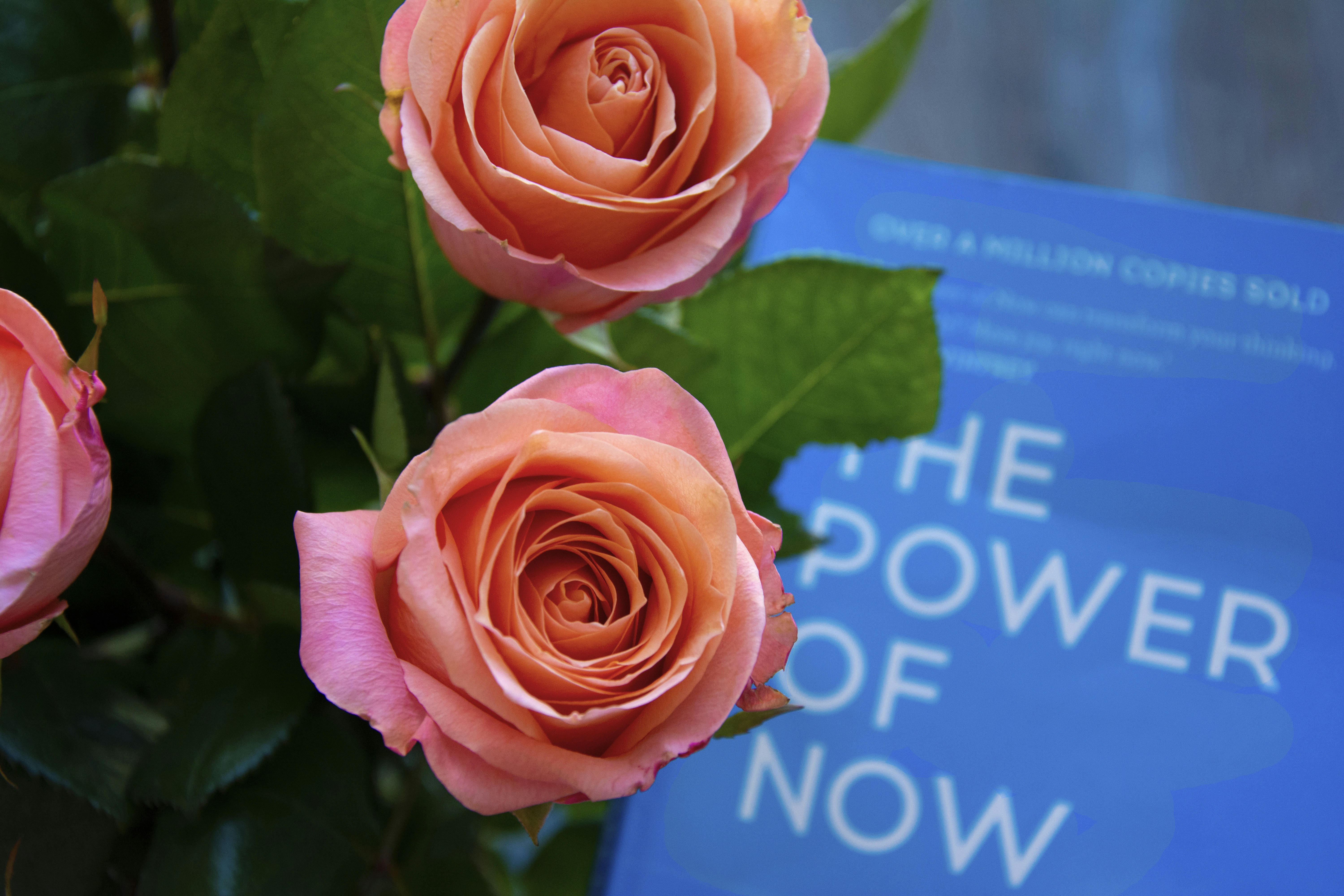 Roses and a book