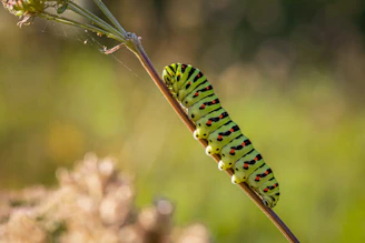 green and black caterpillar on brown stem in close up photography during daytime