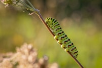 green and black caterpillar on brown stem in close up photography during daytime