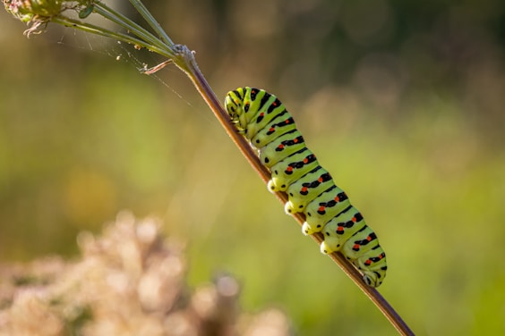 Describe what client experiences in hypnotherapy like caterpillar's transformation