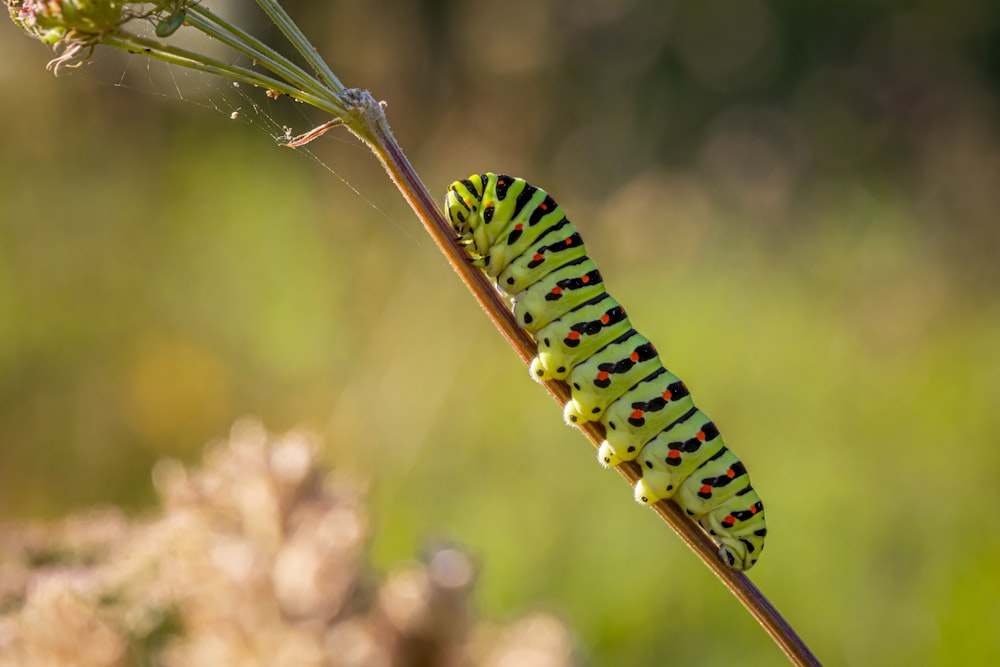 green and black caterpillar on brown stem in close up photography during daytime
