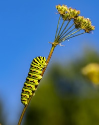 yellow and black caterpillar on brown stem