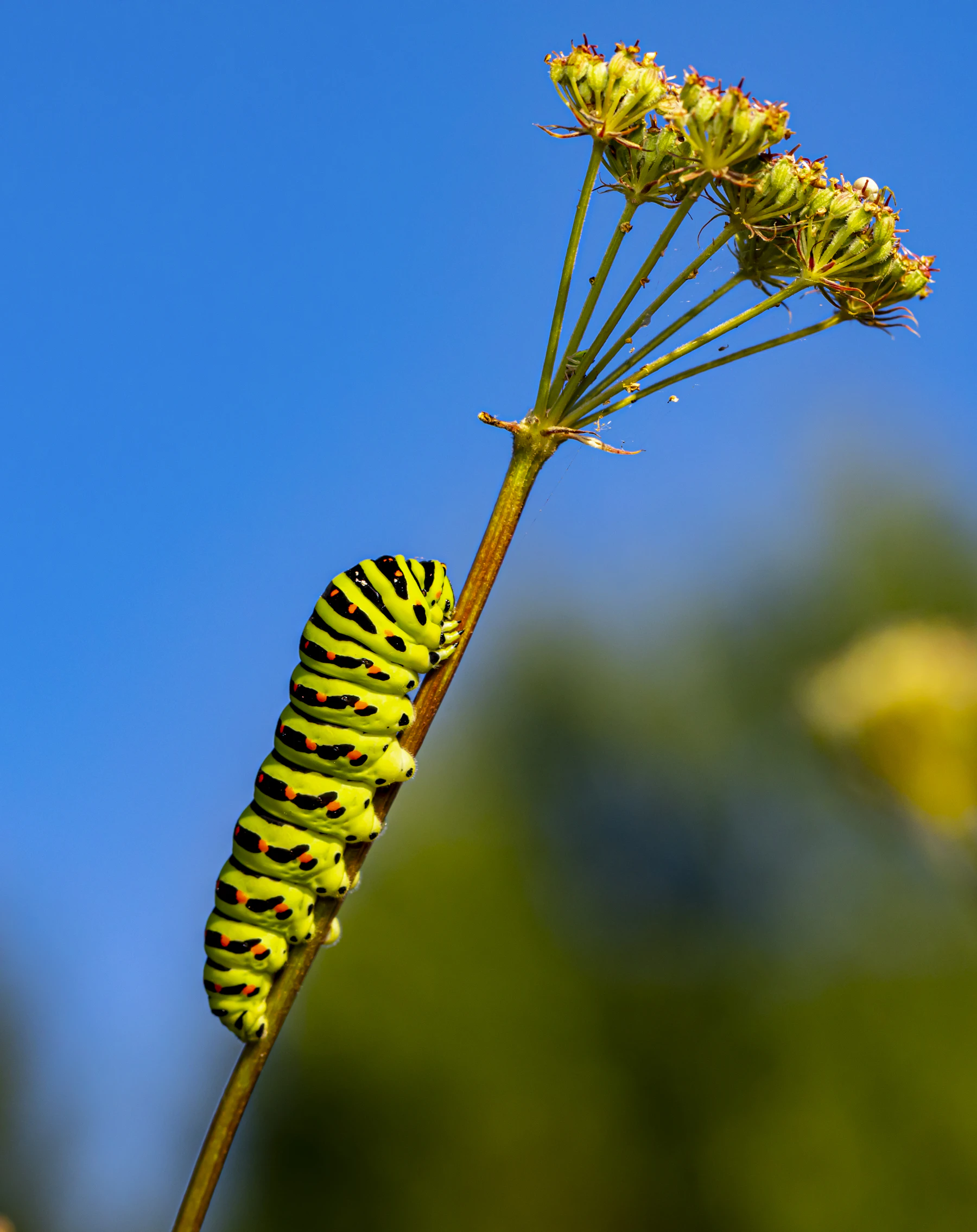 A bright green swallowtail caterpillar with black bands and orange dots climbing the stem of a seed head under a blue sky