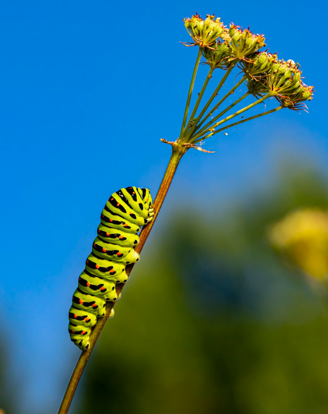 yellow and black caterpillar on brown stem