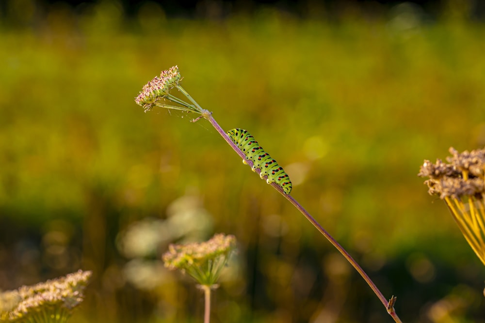 green plant in macro shot