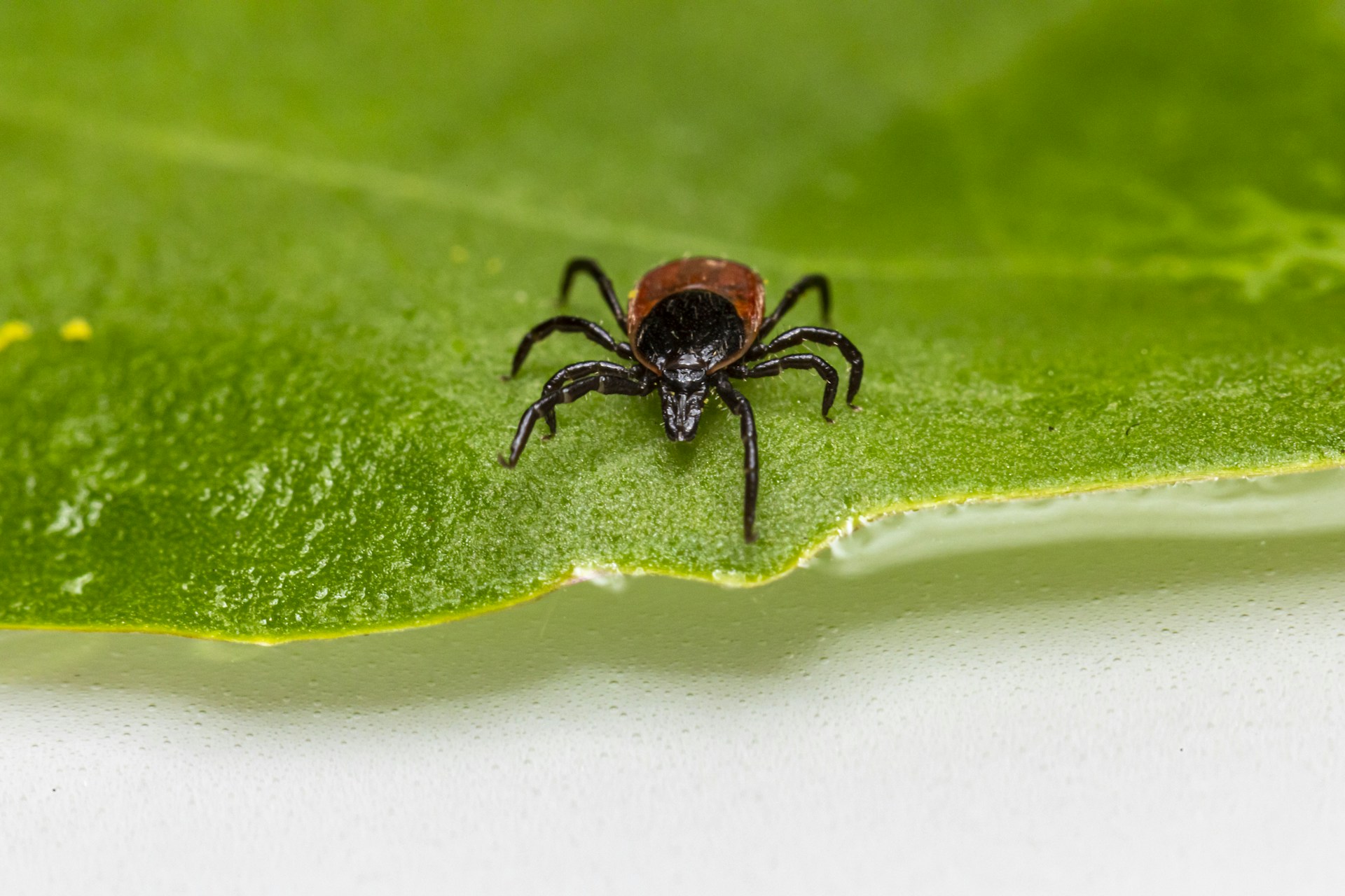 black spider on green leaf