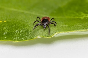 black spider on green leaf